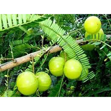 Fresh Amla