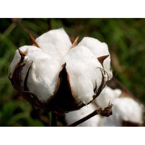 कच्चा कपास