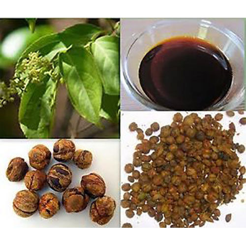 Jyotishmati Seed Oil Age Group: Adults