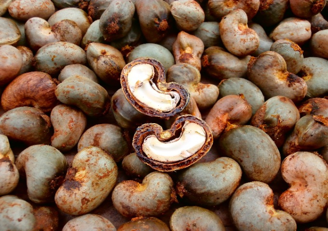Imported Raw Cashew Material - Organic Raw Cashew Nut, Fresh Style, Brown Color, Moisture: 5%, Shelf Life: 1 Year | Seasoned Flavor, Hygienically Packed