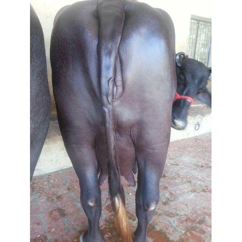 Black Pure Murrah Buffalo