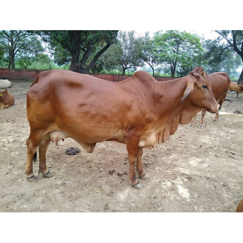 Red Brown Sahiwal Cow