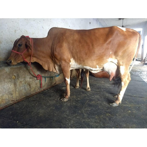 Red Indian Sahiwal Cow