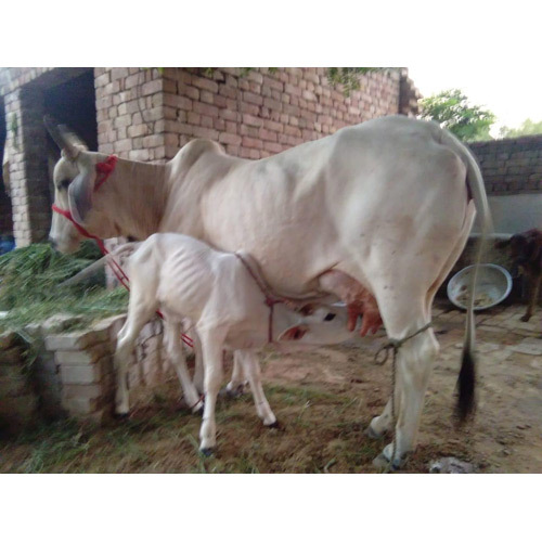 Tharparker Dairy Tharparkar Cow