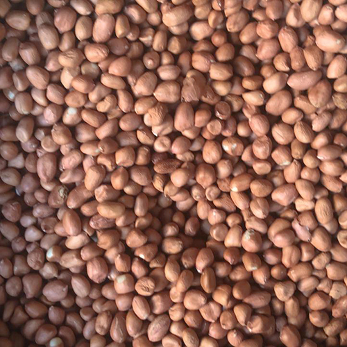 जावा मूंगफली