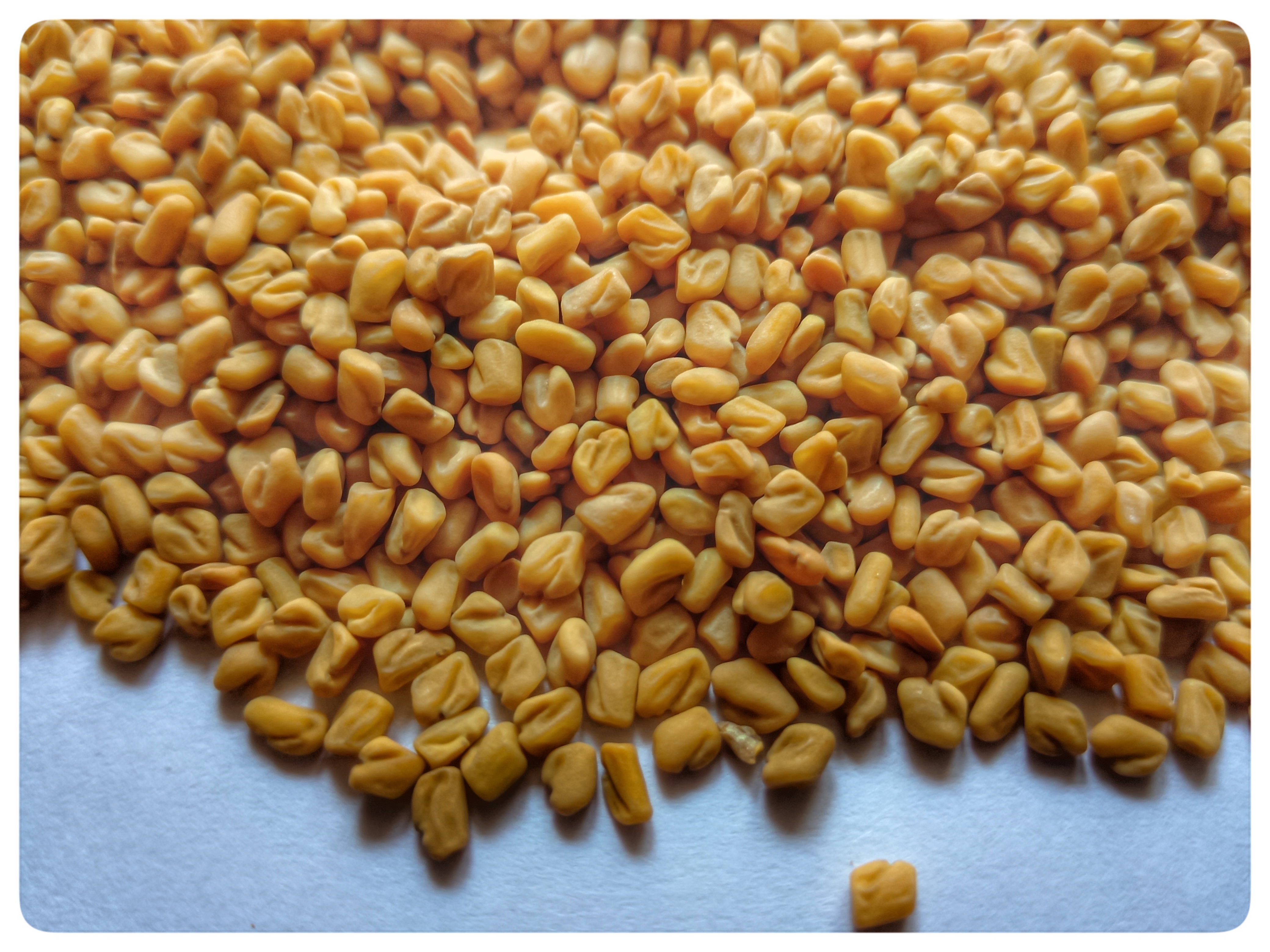 Natural Yellow Golden Methi Seeds