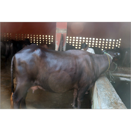Dairy Murrah Buffalo - Female, 3 Years Old | Black Murrah Breed for Dairy Farming