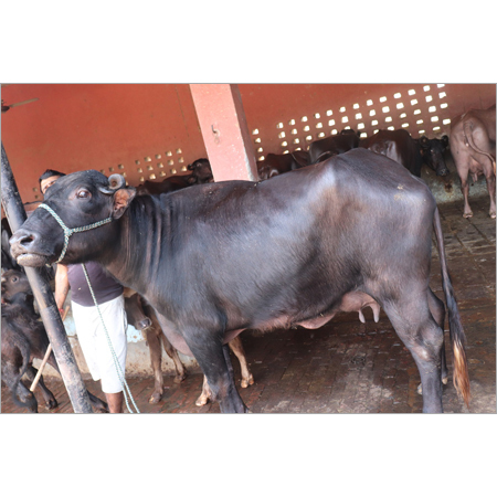 Haryana Murrah Buffalo - Female, 3 Years Old, Black Coat | High Milk Yield, Disease Vaccinated, Hygienically Raised