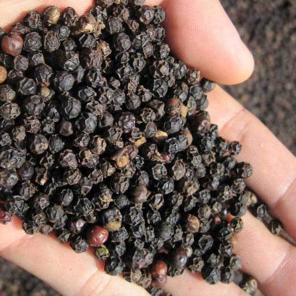 Black Pepper Seeds Grade: Premium