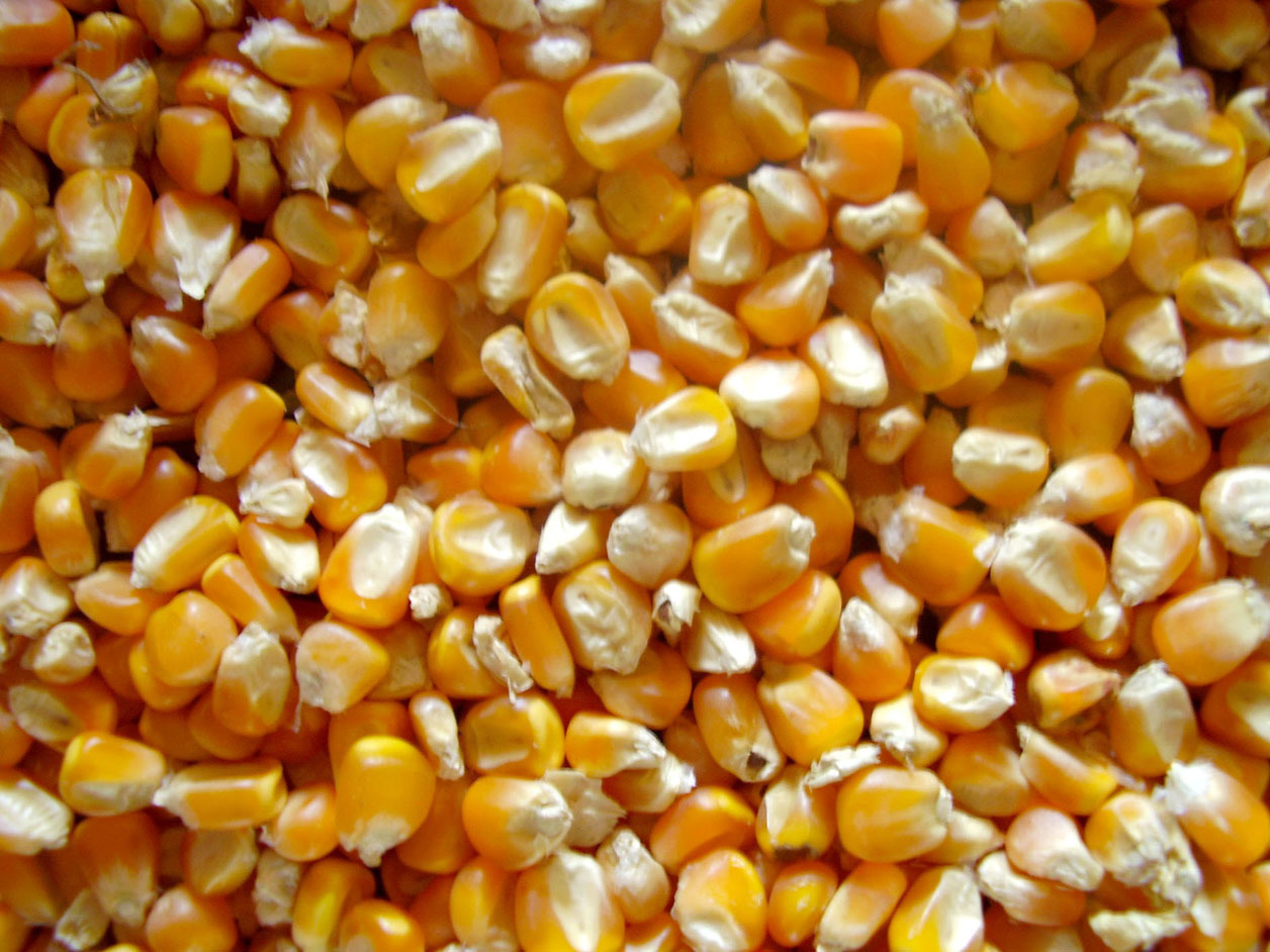 Yellow Corn Animal Feed Admixture (%): 1%