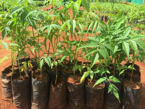 मालाबार नीम