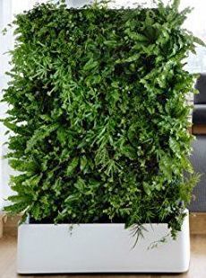 Green Wall