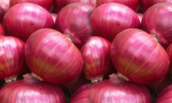 Red Fresh Onions