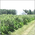 Horiculture Sprayers