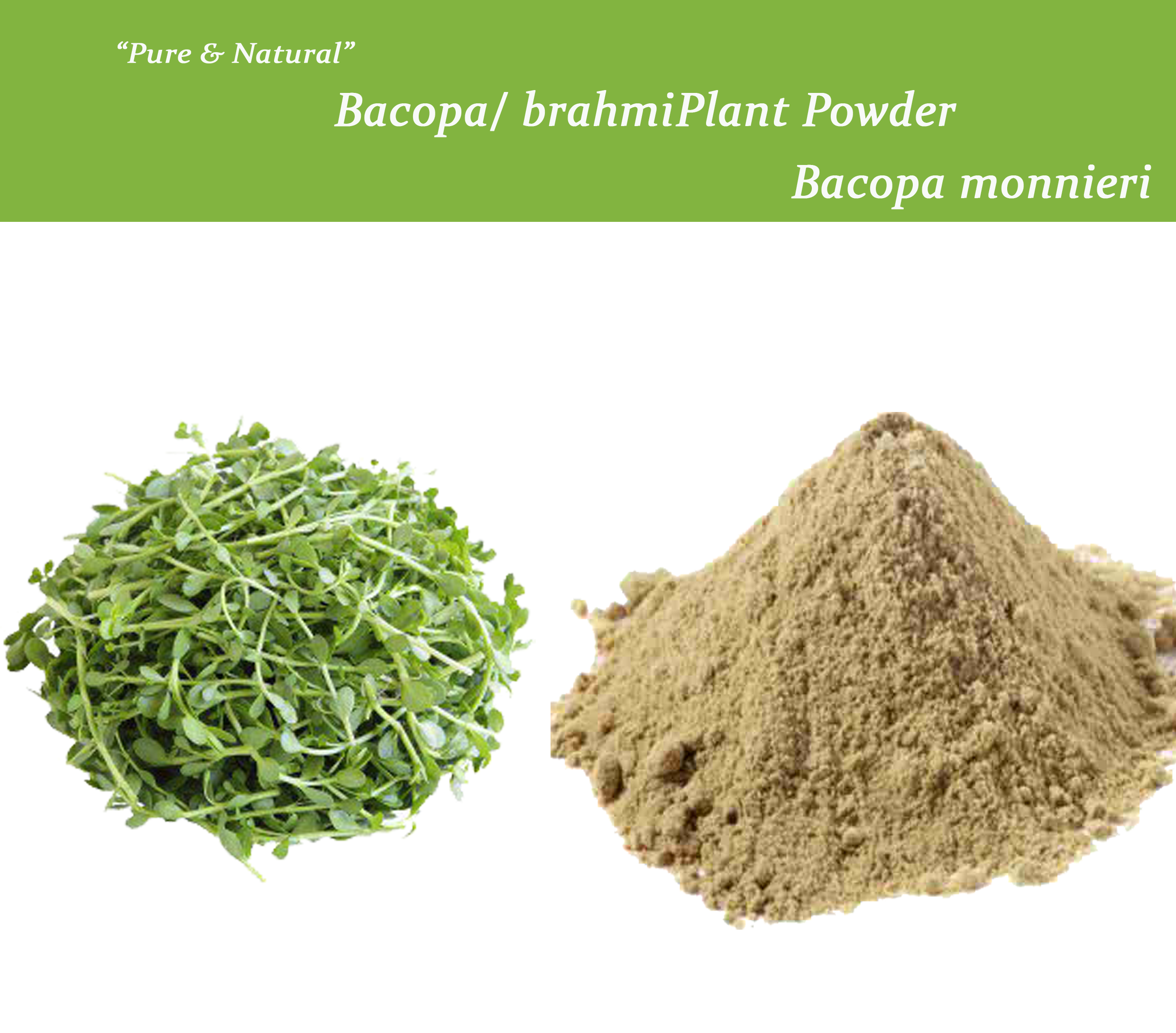 Bacopa Monnieri Ingredients: Herbal Extract
