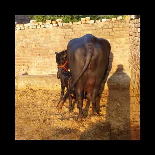 मुर्राह भैंस