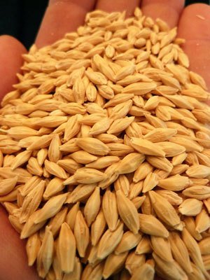 Barley Seeds Admixture (%): 1%