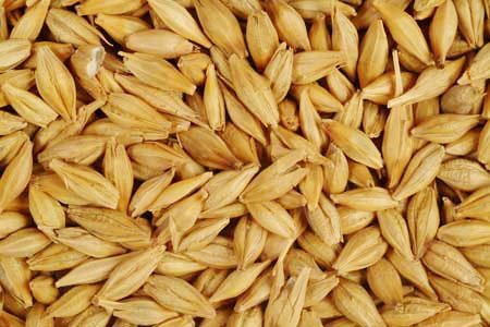 Barley Seeds Admixture (%): 1%