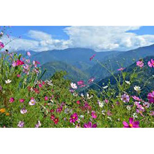 Darjeeling Kalimpong Tour Service