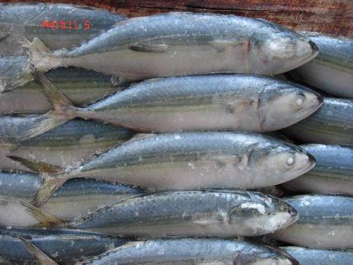 जमाया हुआ