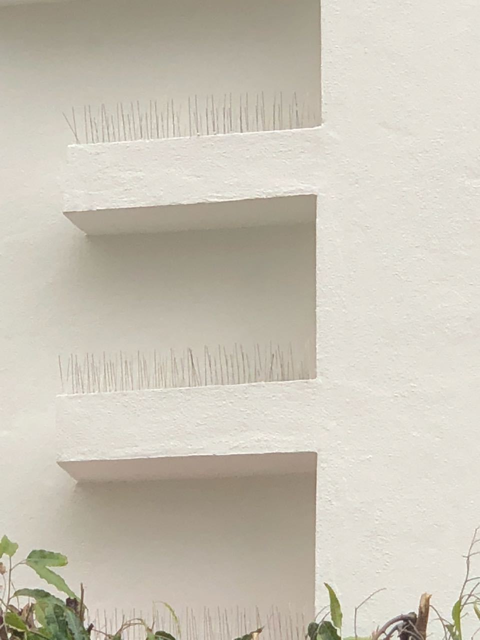 Bird Spike - Polycarbonate