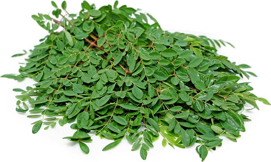 Moringa Leaves