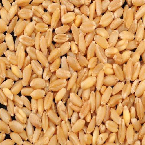 Light Brown Raw Wheat