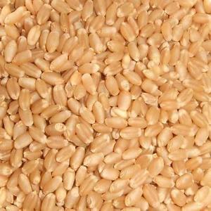 Light Brown Raw Wheat