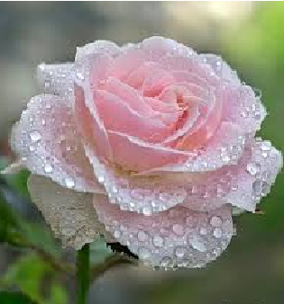 मीठा गुलाब का स्वाद