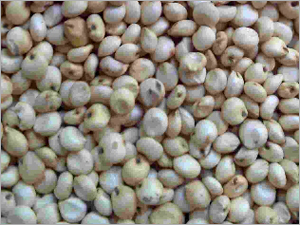 Snow White Sorghum