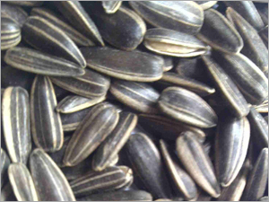 Striped Sunflower Seeds