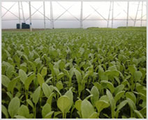 Shree Balaji Agro Plast