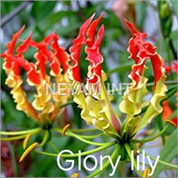 ग्लोरी लिली