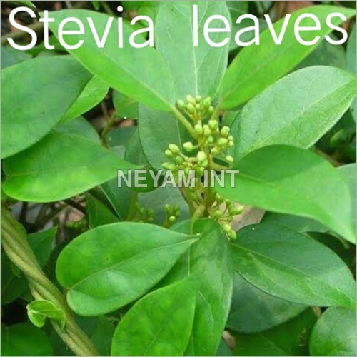 स्टेविया पत्ते