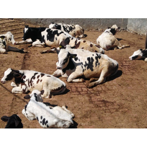 Hf Heifer Cow