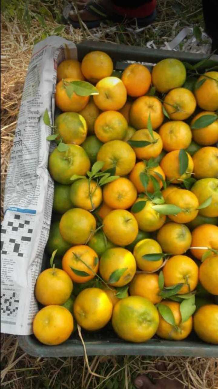 फ्रेश ऑरेंज