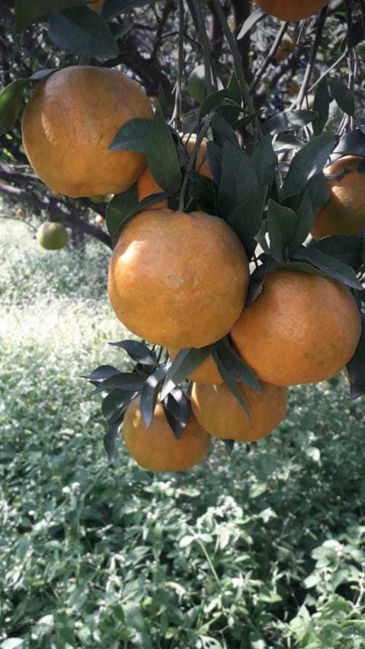 फ्रेश ऑरेंज