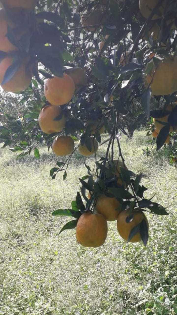 फ्रेश ऑरेंज