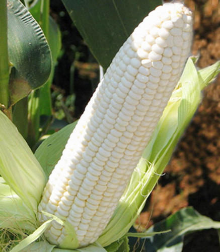 White Maize Admixture (%): 1 Max.