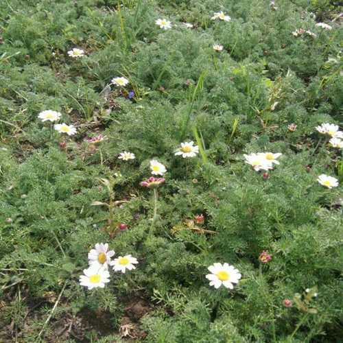 Akarkara Plant - 1 Feet, Green Leaves | Breed: Akarkara, Variety: Other, Stem Length: 33 cm, Shelf Life: 3 Months