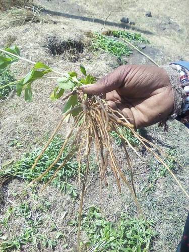 Stevia Plant - Organic High-Quality Saplings, 8-10 Feet Height, Green Leaves, Dense Roots, 100% Insect-Free