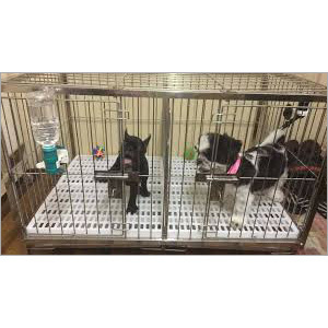 Animal Shelter Fabrication Services - Stainless Steel, Customizable Dimensions, Two Compartments | Durable, Polished Finish, Spacious Design, Easy Cleaning