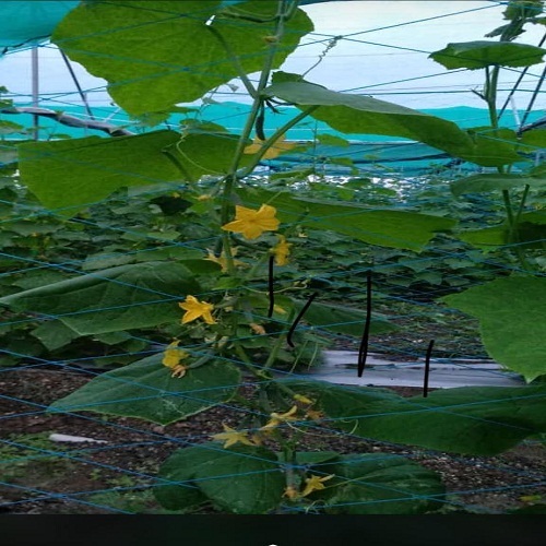 Trellis Net Greenhouse Size: Small