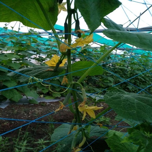 Trellis Net Greenhouse Size: Small