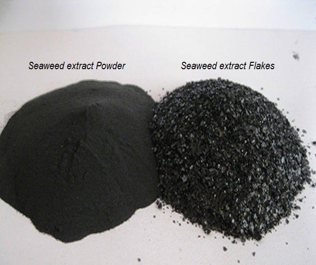 Segrow Soluble Seaweed Extract - Fresh Ascophyllum Nodosum, 35% Oxygenated Liquid, Versatile Crop Nutrient For Enhanced Blossom, Root Growth & Stress Resistance