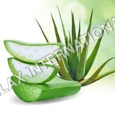 Aloe Vera Dry Place