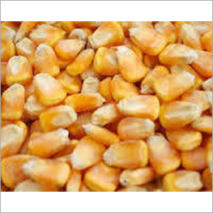 Maize Seed - Medium Size, Yellow Color, 90% Germination Rate | Nutrient-Rich, Digestible, Ideal for Corn Products and Animal Feed