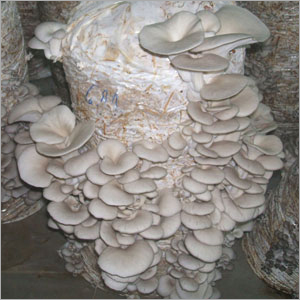 सूखी सीप मशरूम