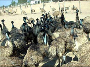 इमु पक्षी