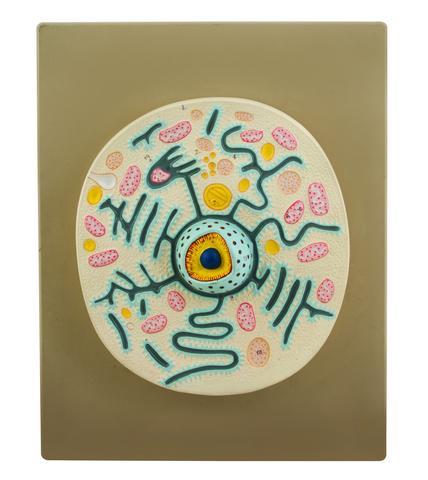 Animal Cell Model - Plastic and Fibre Materials | Durable Educational Aid for Biology Classes